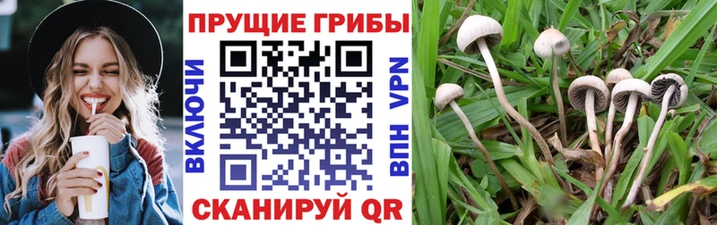 даркнет сайт Межгорье Псилоцибиновые грибы Psilocybine cubensis